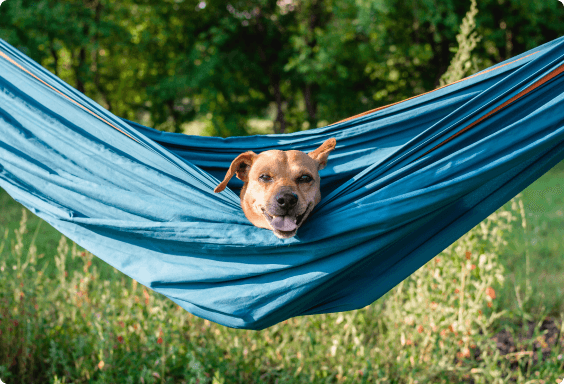 a dog sitting in a hammock outside looking at the camera