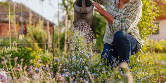 Cropped view of a woman using a watering can to water her flower bed